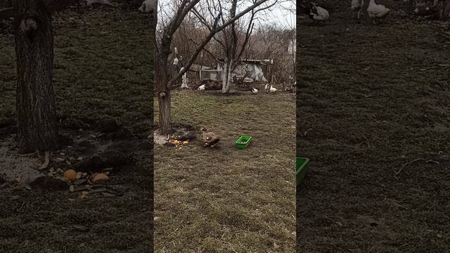 Дачники. Сбежала курица #украина #днепр #дача смотреть онлайн