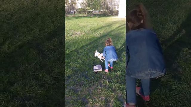 Джек-Рассел терьер игра с другом смотреть онлайн