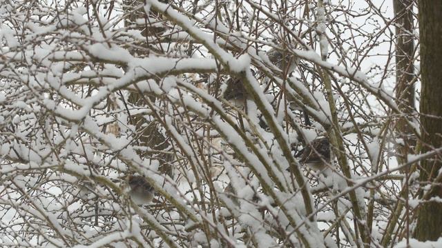 Winter on the Farm Part 1 of 2 - Looking Back at Winter 2020 смотреть онлайн