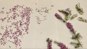 Spotlight Plant | Pressed Flowers | Winter Heather | Color Retention and More