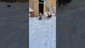 Гуси зимой,  даём воду, снег и корм.