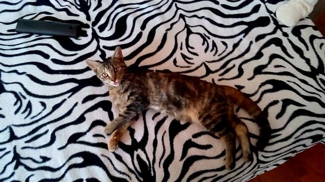 Кошка прикусила язык... смотреть онлайн