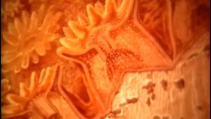 Коралловый полип и кораллы