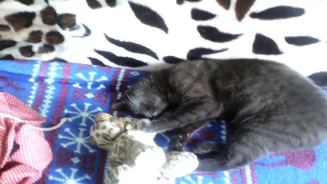 Спящий кот ПУСЯ смотреть онлайн