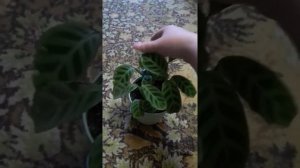 Калатея Зебрина. Моя удавшаяся попытка)
