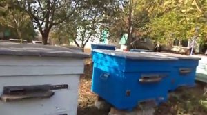 Порода пчел .Желтая кавказская порода пчел .