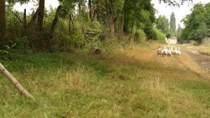 Сбор свежих помидоров  и консервирование на зиму Азербайджанская Кухня Деревенская Кухня  Рецепты