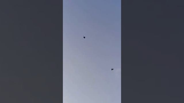 Таких Вы ещё точно не видели ⭐️ Катиф - бойные голуби Саудовской Аравии ?? حمام قطيف | طيور لوت