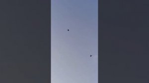 Таких Вы ещё точно не видели ⭐️ Катиф - бойные голуби Саудовской Аравии ?? حمام قطيف | طيور لوت