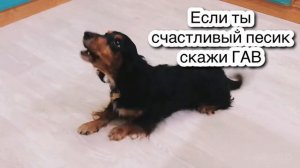 ЕСЛИ ТЫ ХОРОШИЙ ПЕСИК СКАЖИ ГАВ🤪🐶