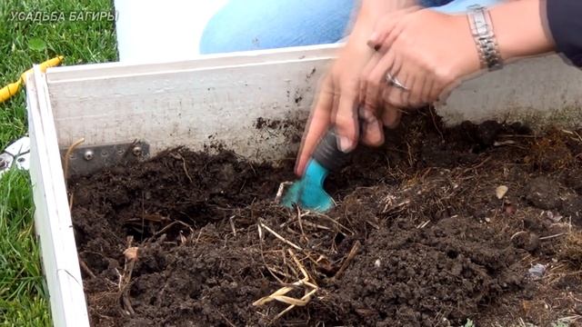 Посадка рассады лука-порея в грунт смотреть онлайн