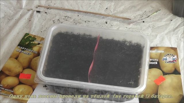 КАРТОФЕЛЬ из семян. Я сажаю.