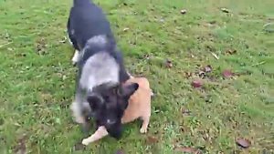 Собаки против!