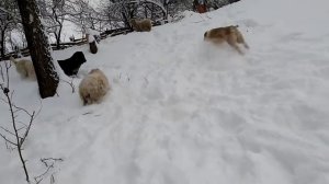 Зимняя охота алабаев🐕🐕🐕 на овец🐏🐏