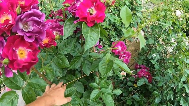 Плетистые розы. Night Owl (Найт Оул) смотреть онлайн