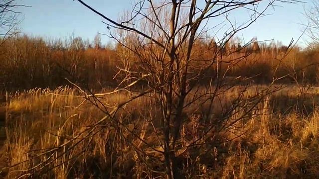 Садим липы. смотреть онлайн