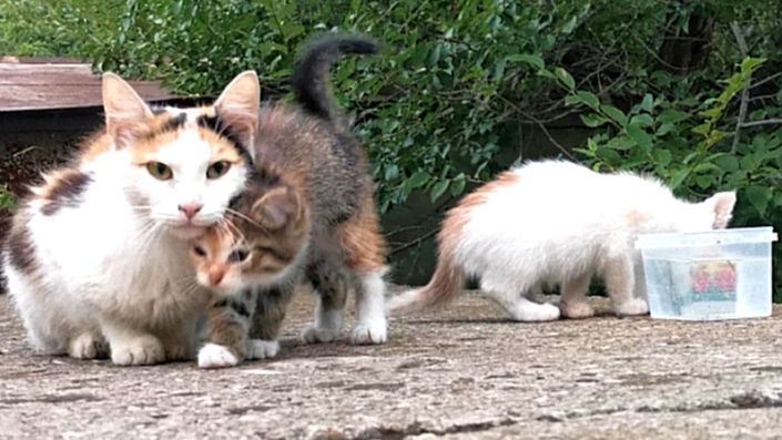 Мама кошка зовет котят