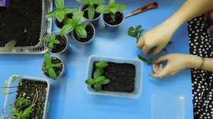 ???РАССАДА ЦИННИИ СИЛЬНО ВЫТЯНУЛАСЬ ! КАК ИСПРАВИТЬ ! Размножение черенкованием