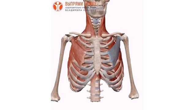 Вы можете смотреть видео КАК ВЫГЛЯДИТ МАЛАЯ ГРУДНАЯ МЫШЦА В 3Д. Анатомия в 3д смотреть онлайн