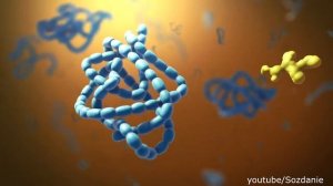 Структура животной и растительной клетки