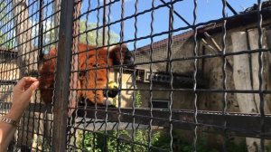 Милахи красные лемуры! Тайган. Cute red lemurs! Taigan. Crimea.