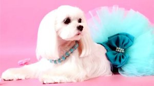 Дешевая одежда для собак интернет магазин! Одежда для собак!