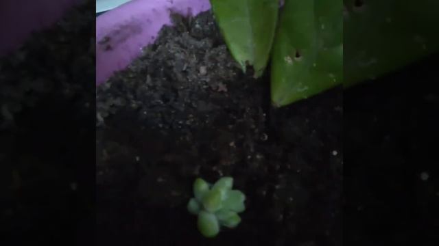 седум буррито смотреть онлайн