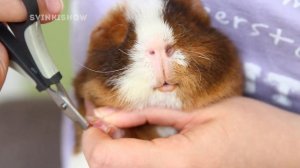 Стрижка когтей у морских свинок / SvinkiShow / Свинки Шоу