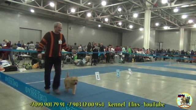 Международная выставка собак ''Евразия 2014'' 2. Керн терьер. Eurasia-2 dog show. Cairn terrier. смотреть онлайн