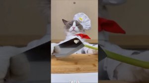 Cats make food 2023 "That Little Puff" Tiktok Compilation #8