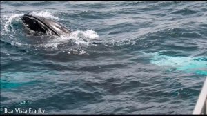 Whale Watching 2016 Boa Vista Cape Verde