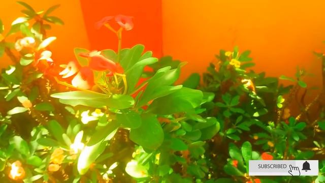 യൂഫോര്ബിയ പൂച്ചെടി അര്ബുദമുണ്ടാക്കുമോ ? സത്യമിതാണ്... Plant euphorbia смотреть онлайн