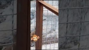 Обезьянка ЛЮСЯ гоняет носух! ТАЙГАН