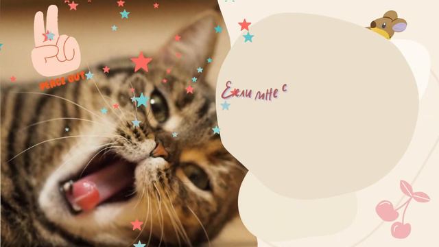 ВИДЕО ПОЖЕЛАНИЕ ОТ КОТИКА БУСИ! ВСЕМ ХОРОШЕГО НАСТРОЕНИЯ! смотреть онлайн