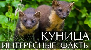 Куница. Интересные факты