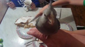 Попугай Корелла, бесщекий.