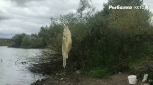 РОТАН на что надо его ловить осенью "САМАЯ СТРАШНАЯ РЫБА РОССИИ"