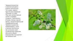 Сергей Александрович Есенин стихотворение Черемуха литература 3 класс