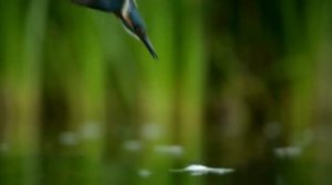 Зачем бабуины крадут маленьких львят