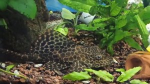 Сомик анциструс лежит на спине не двигаясь/Мой 100 л аквариум/Catfish sleeps on his back/My 100ltan