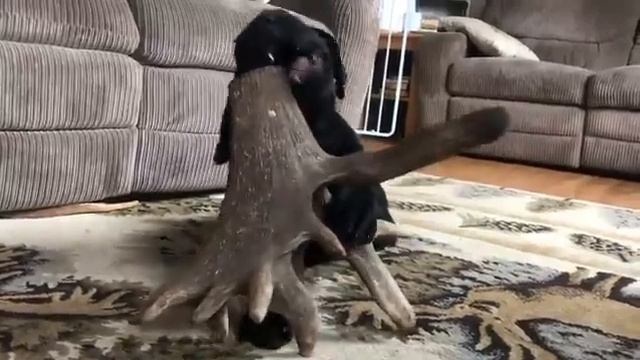 Рога оленьи для собак, когда размер имеет значение... смотреть онлайн