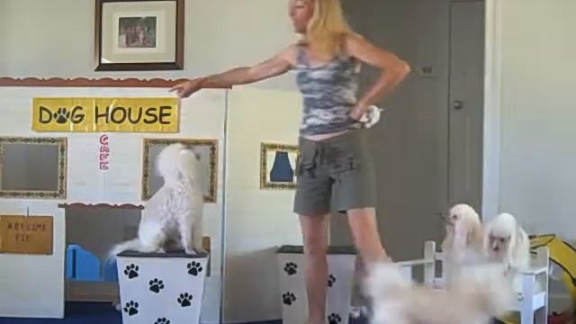 Go Fetch, go figure смотреть онлайн