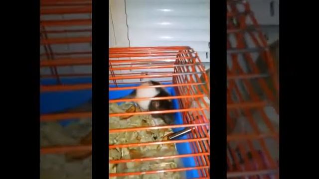 Декоративная крыса Мишка смотреть онлайн