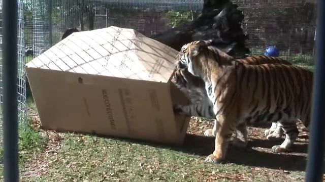 Большие кошки любят прятатся в большие коробки смотреть онлайн