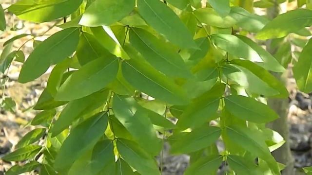 Sophora japonica 'Pendula' смотреть онлайн