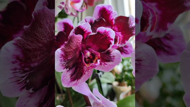 Phalaenopsis ever spring king x ox black. смотреть онлайн