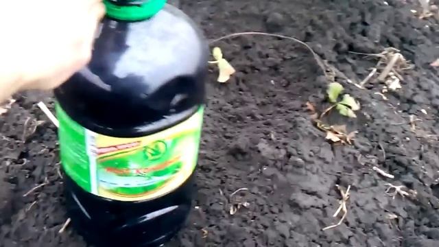 Как ухаживать за ремонтантной клубникой,особенности ухода