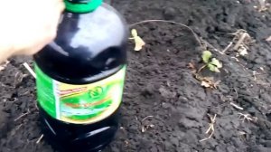 Как ухаживать за ремонтантной клубникой,особенности ухода