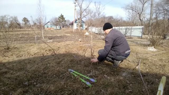 шелковица вымерзла смотреть онлайн