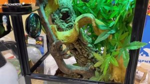 Террариум для геккона бананоеда